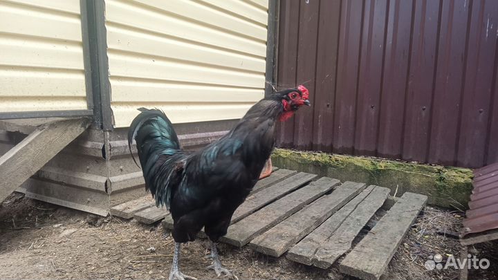 Петух породы Амеурукан