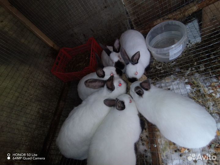 Калифорнийские кролики