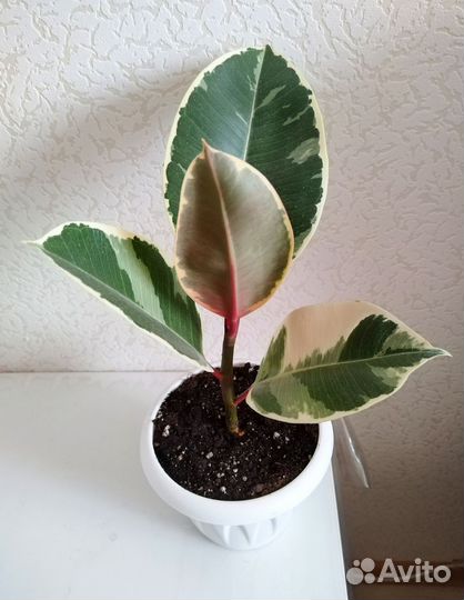 Фикус эластика Тинеке