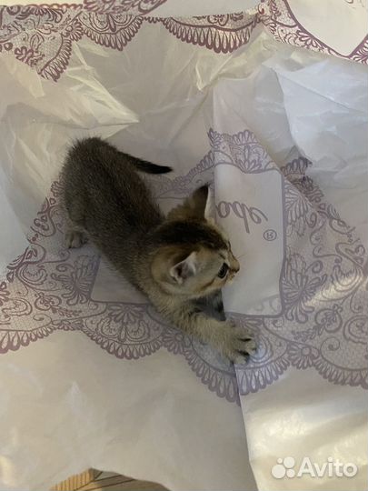 Британская кошка