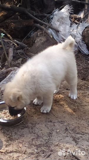 В добрые руки, щенки