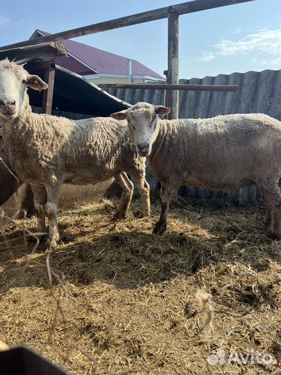 Овцы бараны