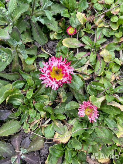 Маргаритки