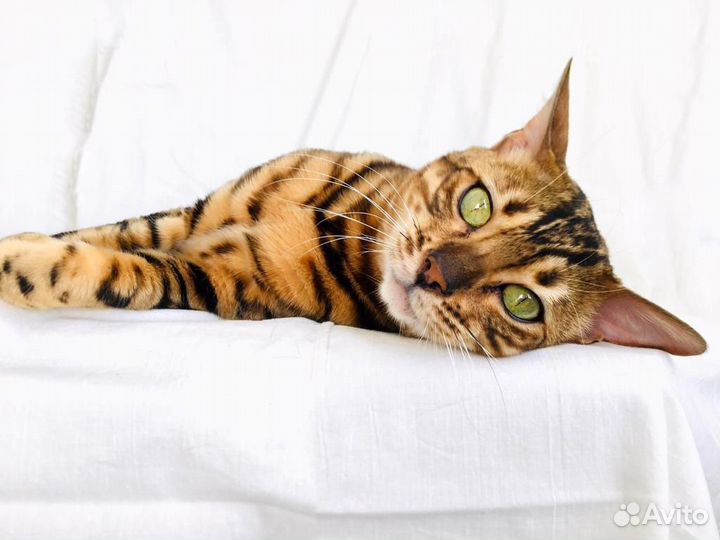 Красавец кот Кирюша для вязки