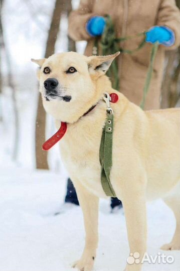 Собака в добрые руки