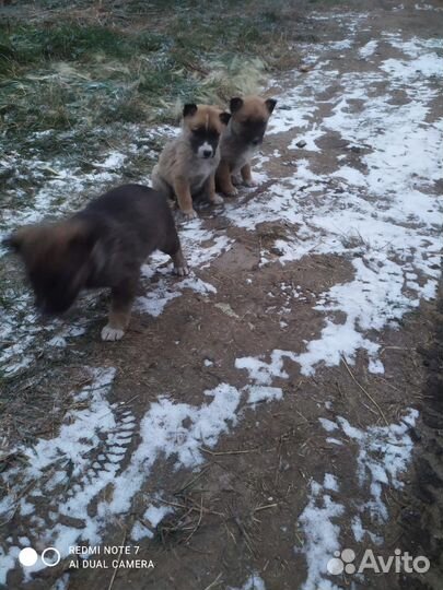 Собака в добрые руки отдам бесплатно щенки