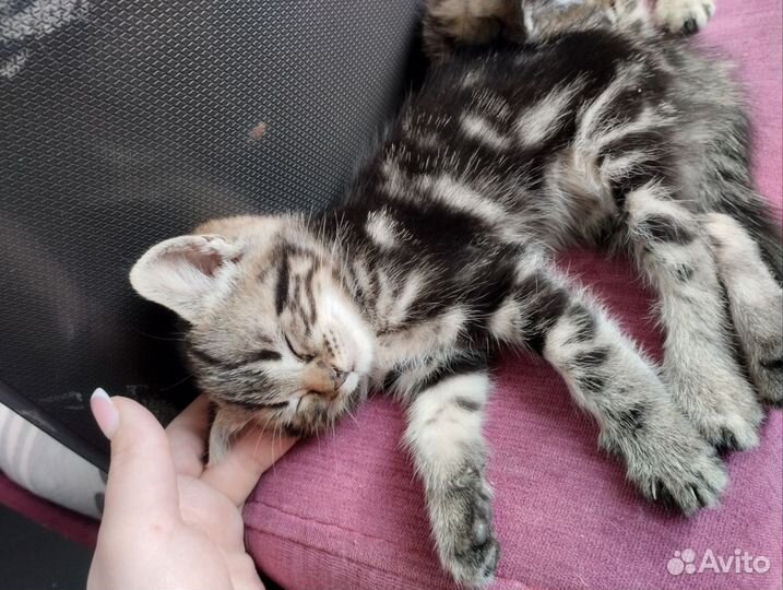 Продаются котята