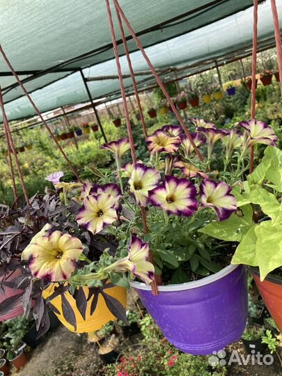 Вегетативная петуния для озеленения