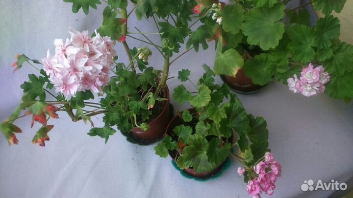 Герань Пеларгония Карликовая Розовая (2 ветки)