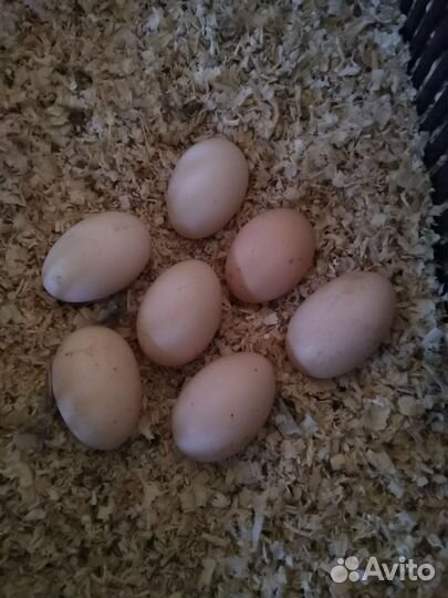 Инкубационное яйцо Билефельдер