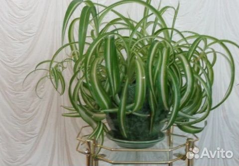 Разные укоренные отростки