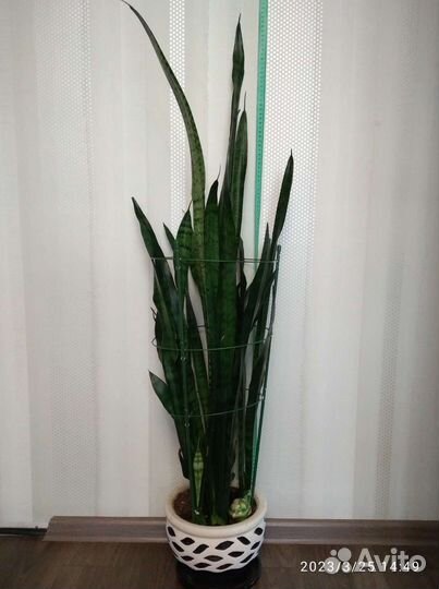 Хатиора/Сансевиерия/хойя/суккулент
