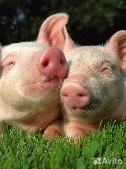 Поросята