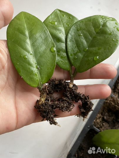 Калатея цветы