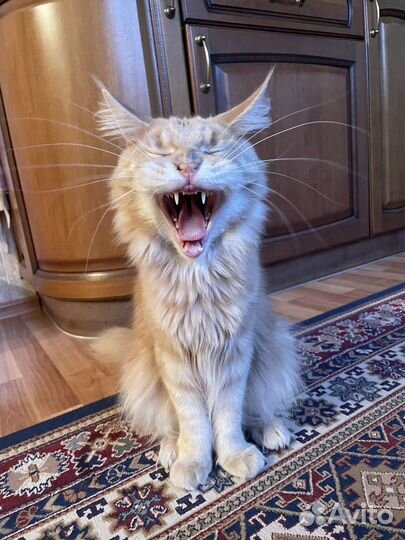 Мейкун бесплатно