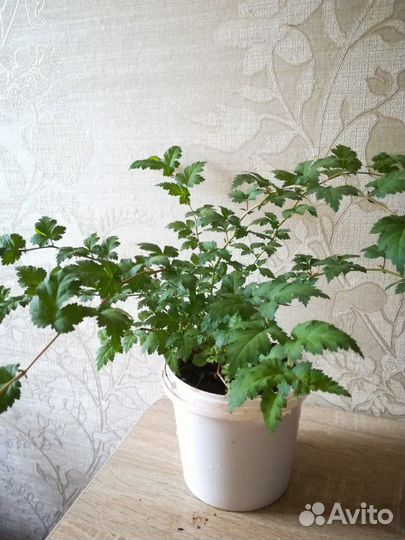 Кустарник Стефанандра Криспа надрезалистная