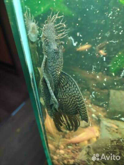 Анциструсы