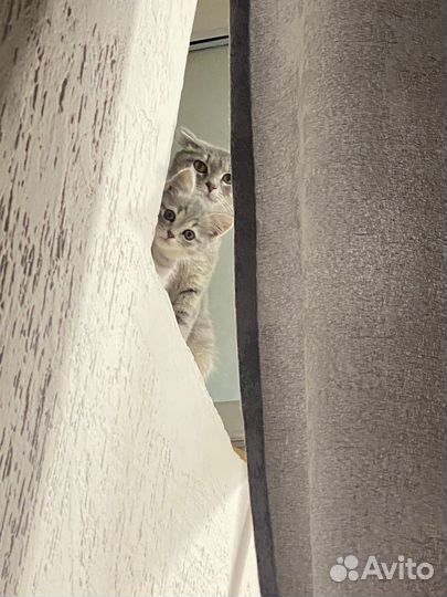 Кошки