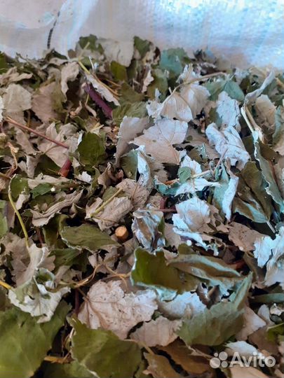 Лист малины с побегом