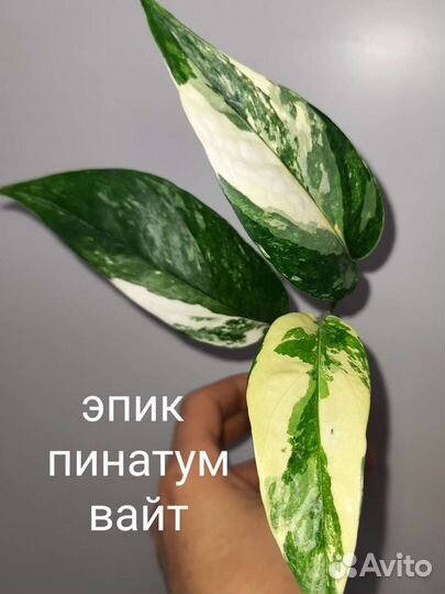 Цветы
