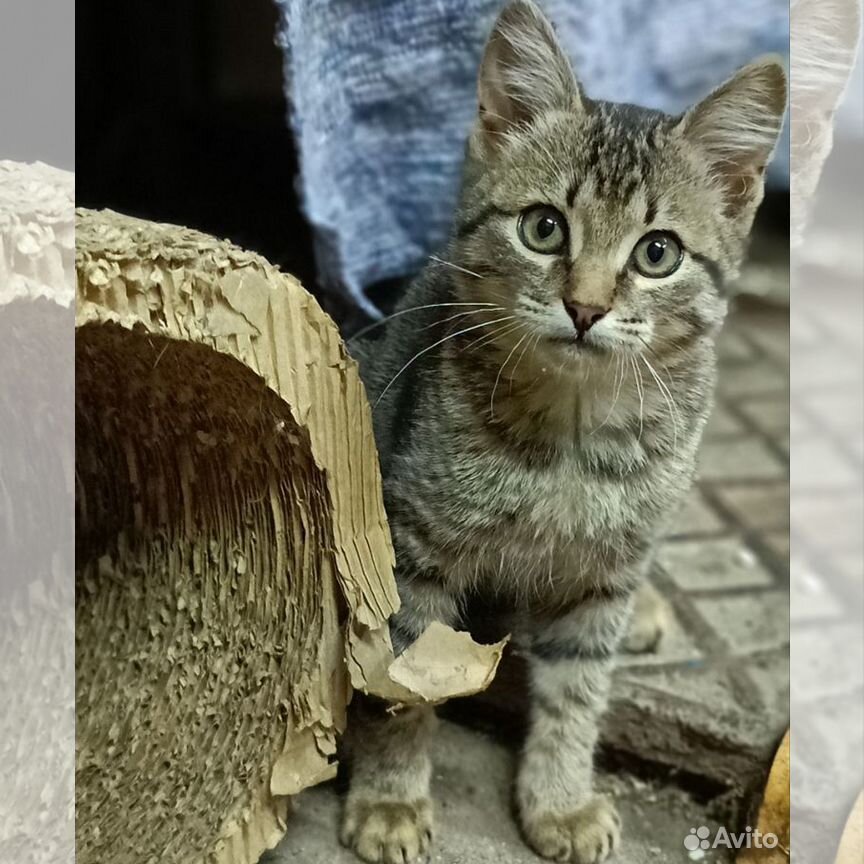 Котята бесплатно в добрые руки в дар