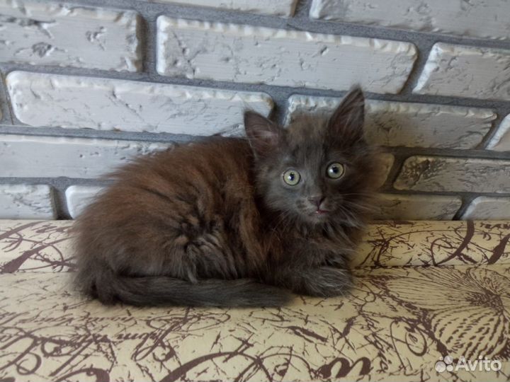 Котеночек в добрые руки