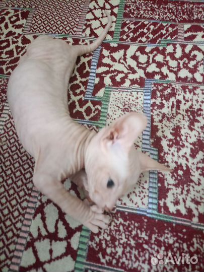 Донской сфинкс котята