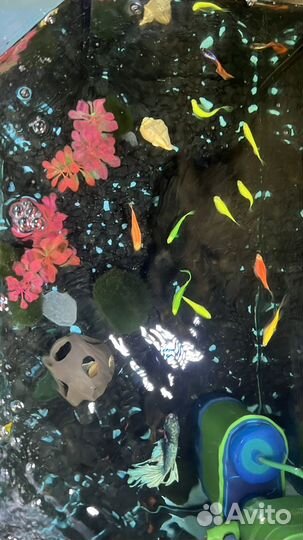 Рыбки. Украшение для аквариума