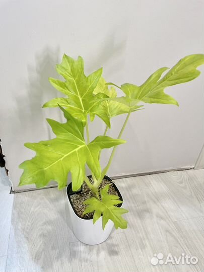 Растения для дома/офиса