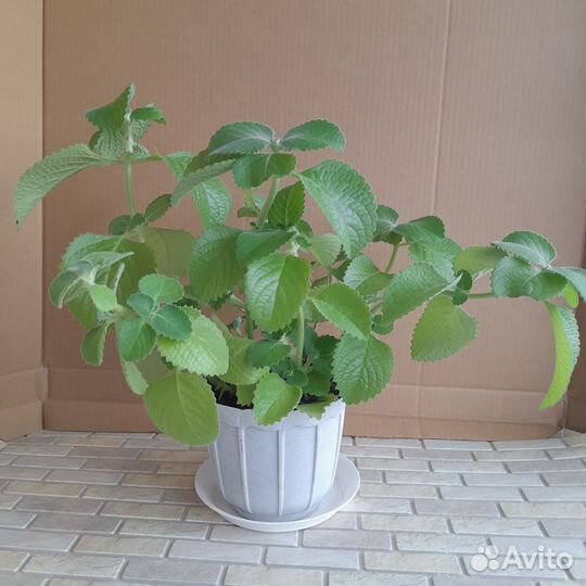 Мята комнатная