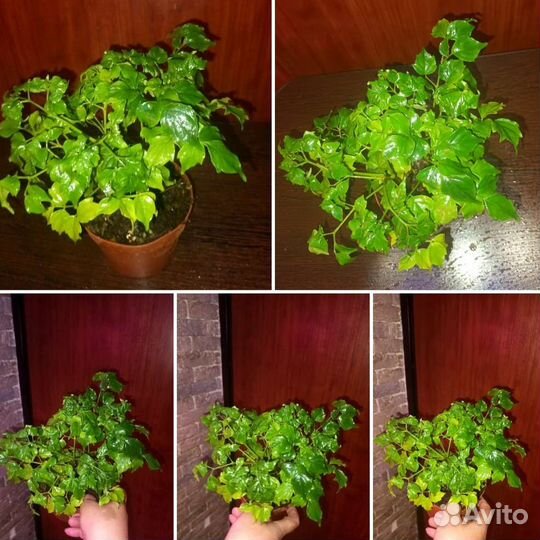 Комнатные растения в ассортименте