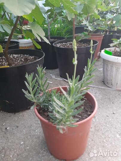 Лаванда белая, Шалфей Лекарственный