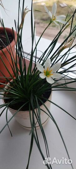 Продам цветы комнатные