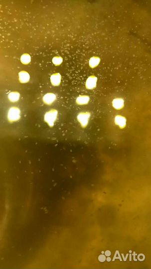 Дафния Моина