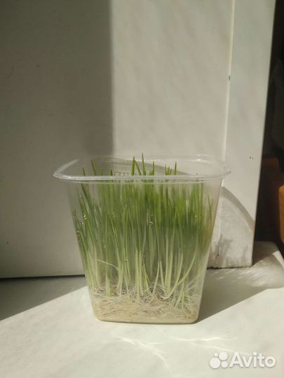 Трава для всех