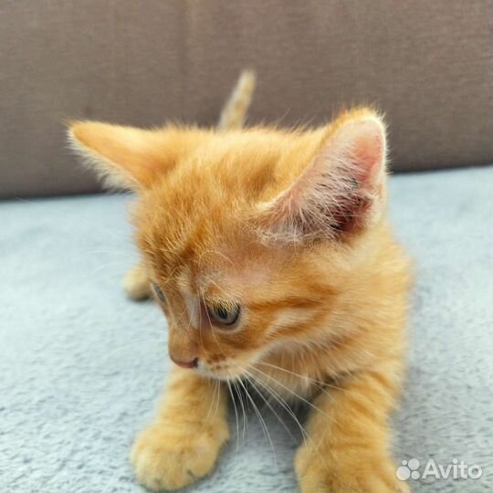 Отдам котят