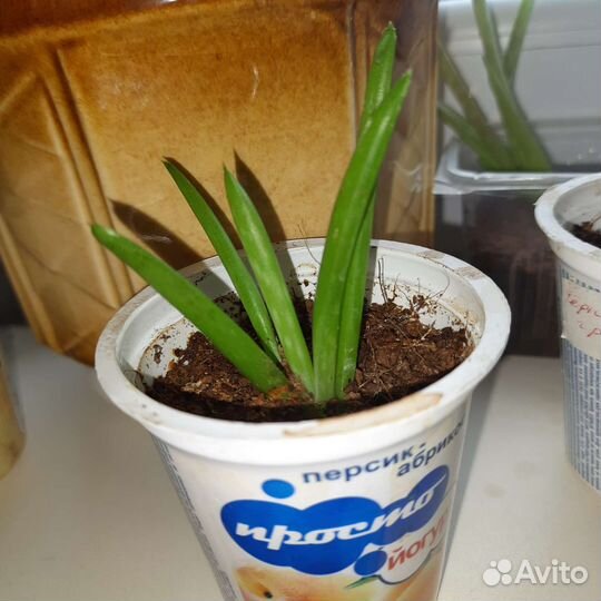 Комнатные растения цветы большие