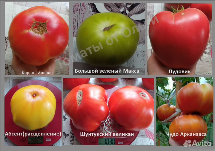 Семена коллекционных томатов