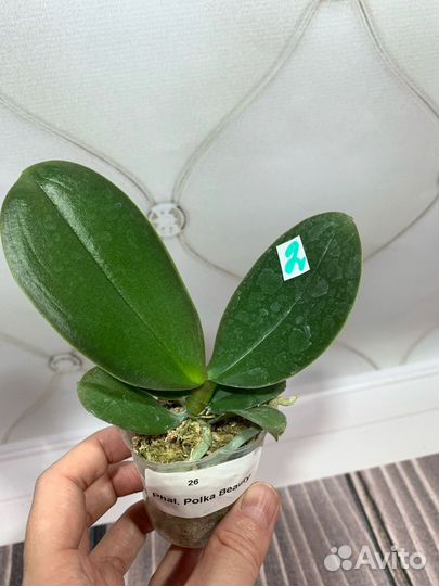 Орхидея Polka Beauty