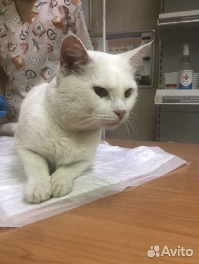 Кот в добрые руки