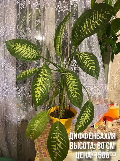 Комнатные цветы