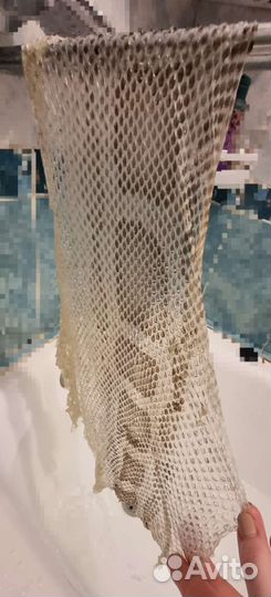 Змеиный выползок. Шкурка