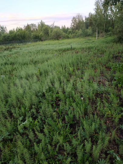 Участок 9 сот. (СНТ, ДНП)