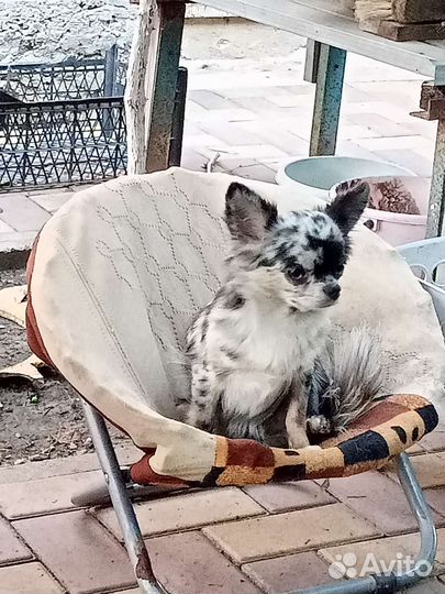 Прекрасные сестрички, брид, шоу, документы скор