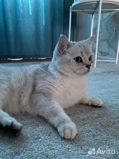 Отдам кота в добрые руки