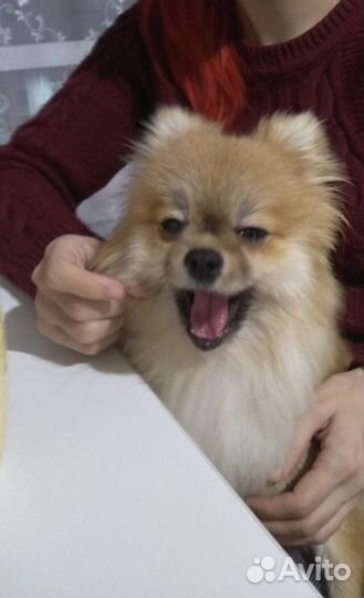 Передержка животных / зооняня, выгул собак