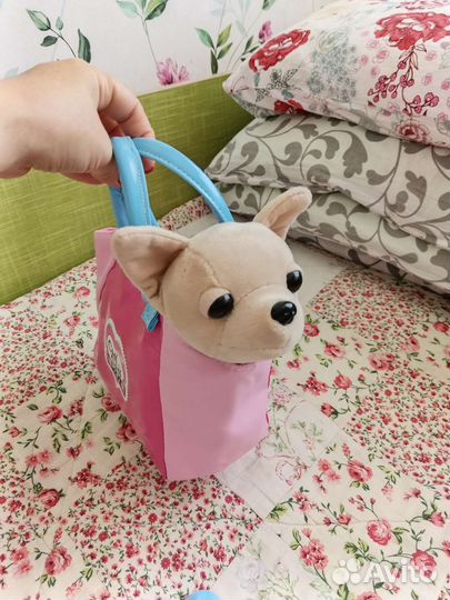 Собака Chi Chi love