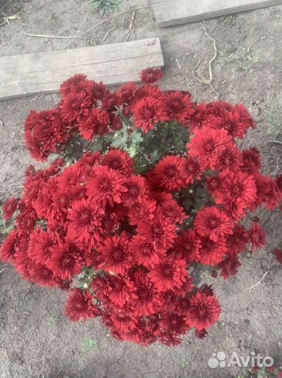 Хризантема Мультифлора