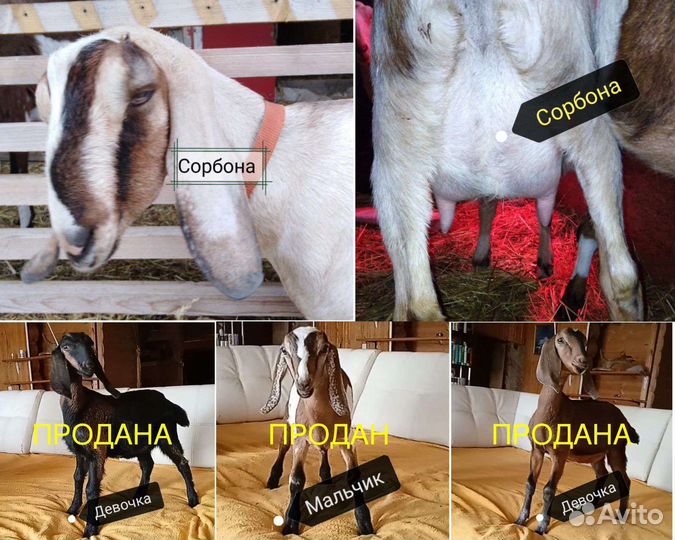 Нубийские козлята