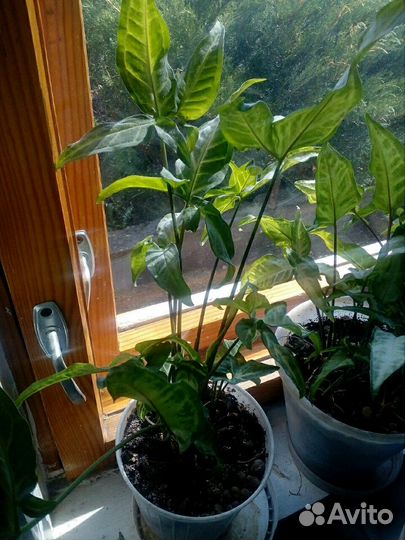 Цветы Сингониум